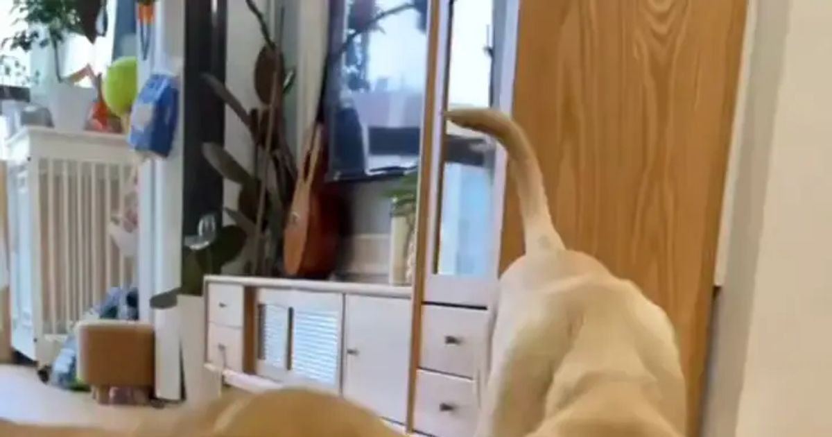 인절미와꽃게.mp4