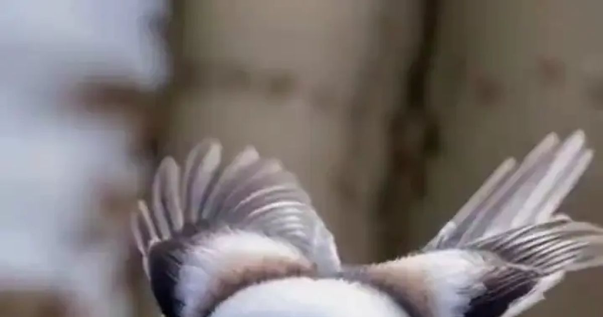 오목눈이 활공.webp