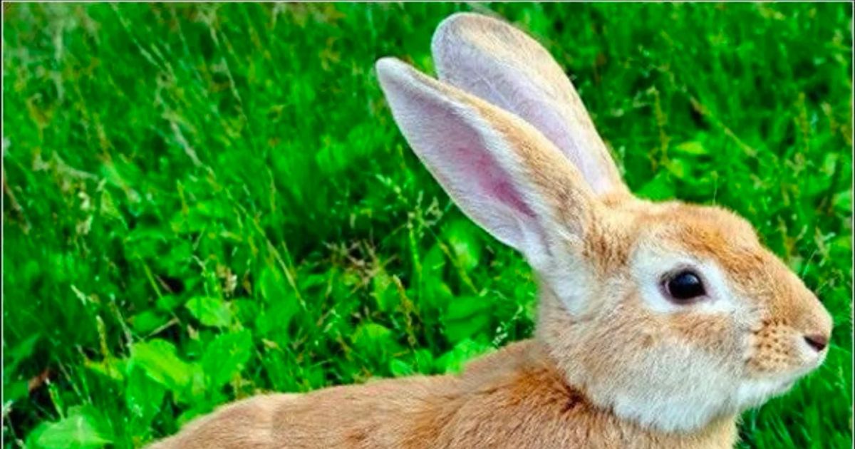 한국에서 잘 안 먹지만 외국에서는 수요가 매우 높은 고기