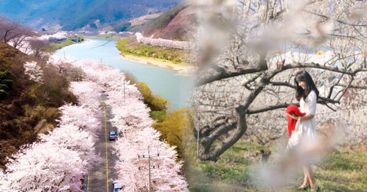 "봄의 포문 여는 매화와 벚꽃의 향연!"... 전남 광양 가볼만한 곳 BEST4