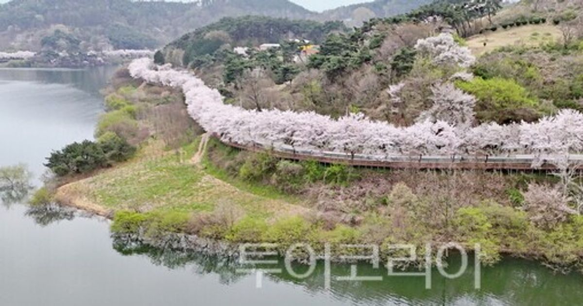임실군, 옥정호 순환도로 아름다운 벚꽃길 '상춘객 유혹'