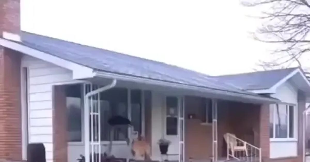 비와서 혼자 운동하는 골댕이ㅋㅋ .mp4