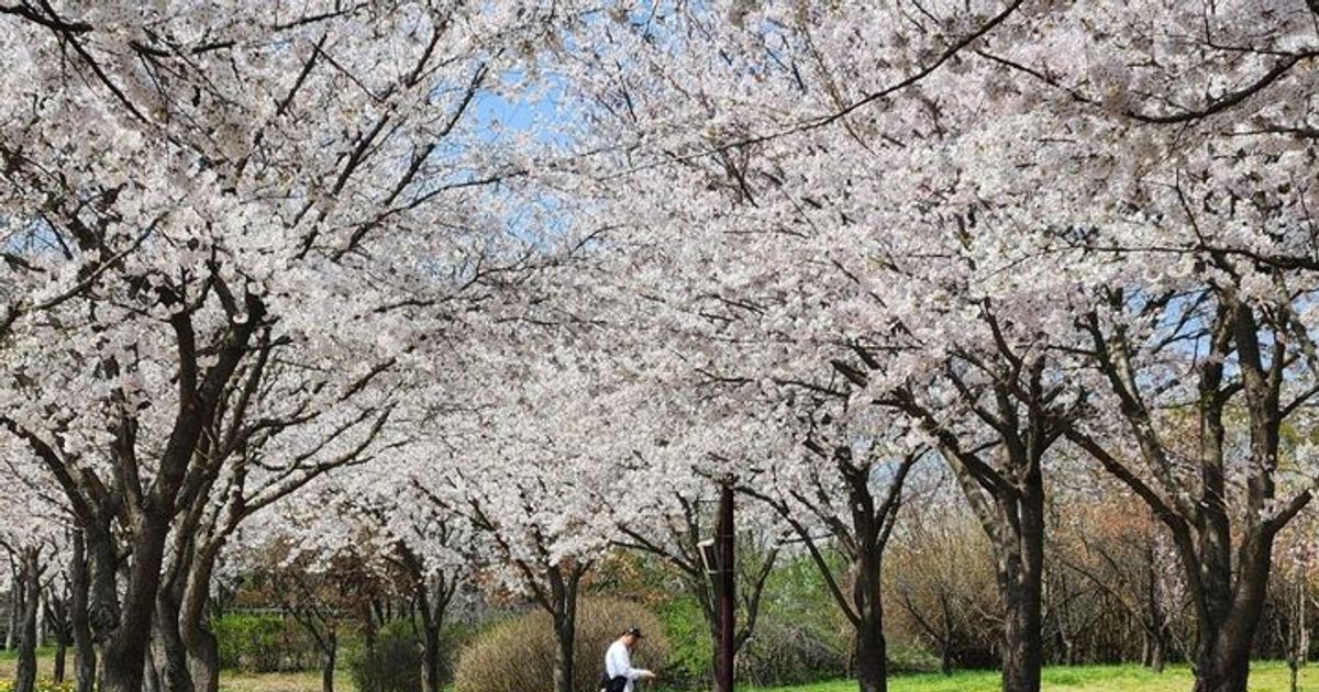 수도권매립지 첫 벚꽃축제 14일 개최, 산불 고려해 일정 연기