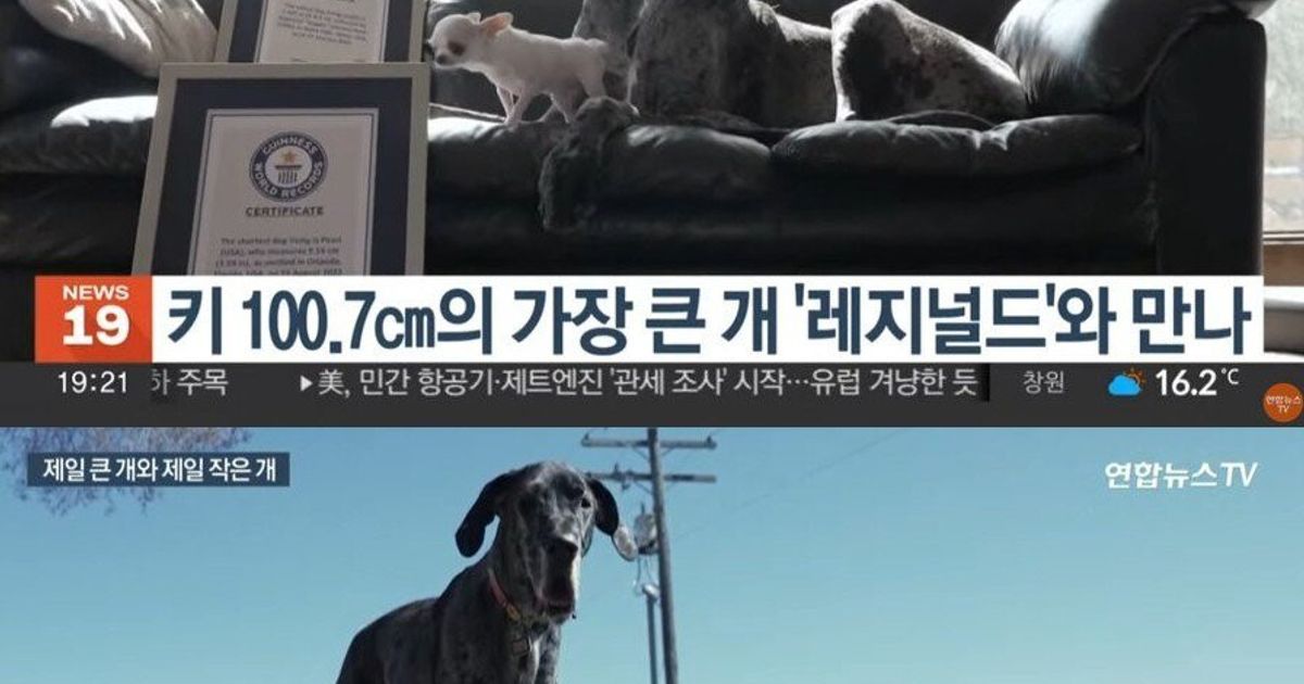 세상에서 가장 큰 개와 작은 개