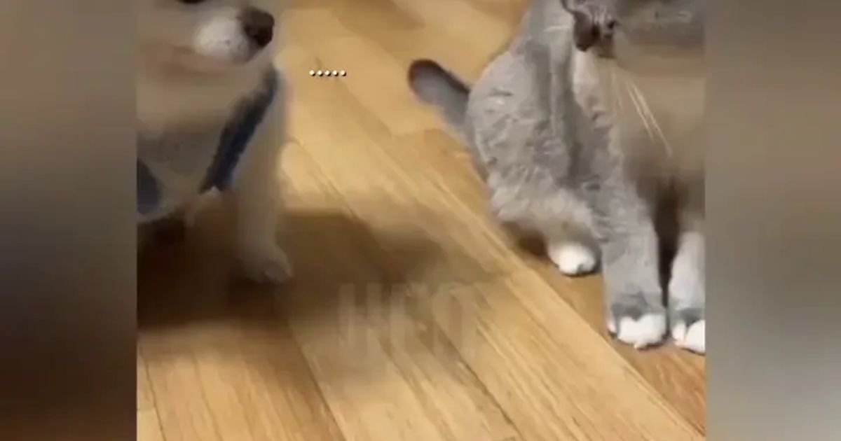 눈치보는 강아지가 너무 답답한 고양이