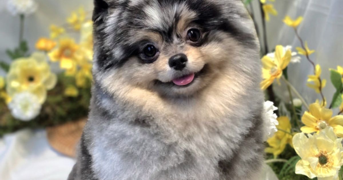 강아지 모델 신청합니다!!
