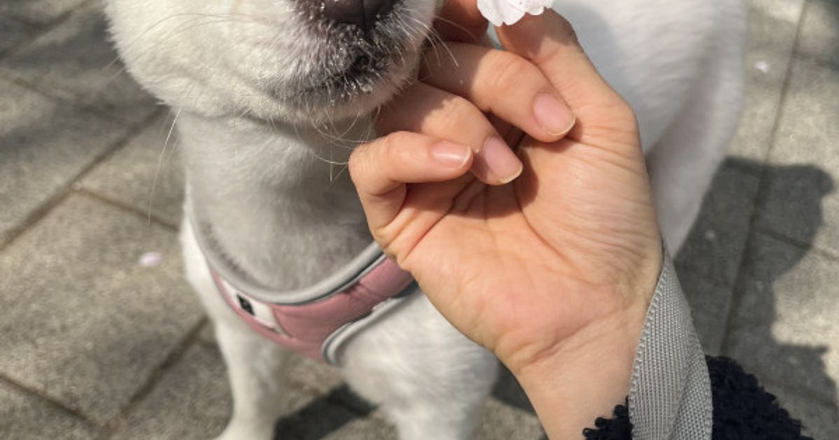 🎈행복한 강아지 꼬미🐕