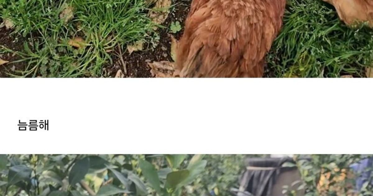 닭 사다가 2년 묵힌 결과