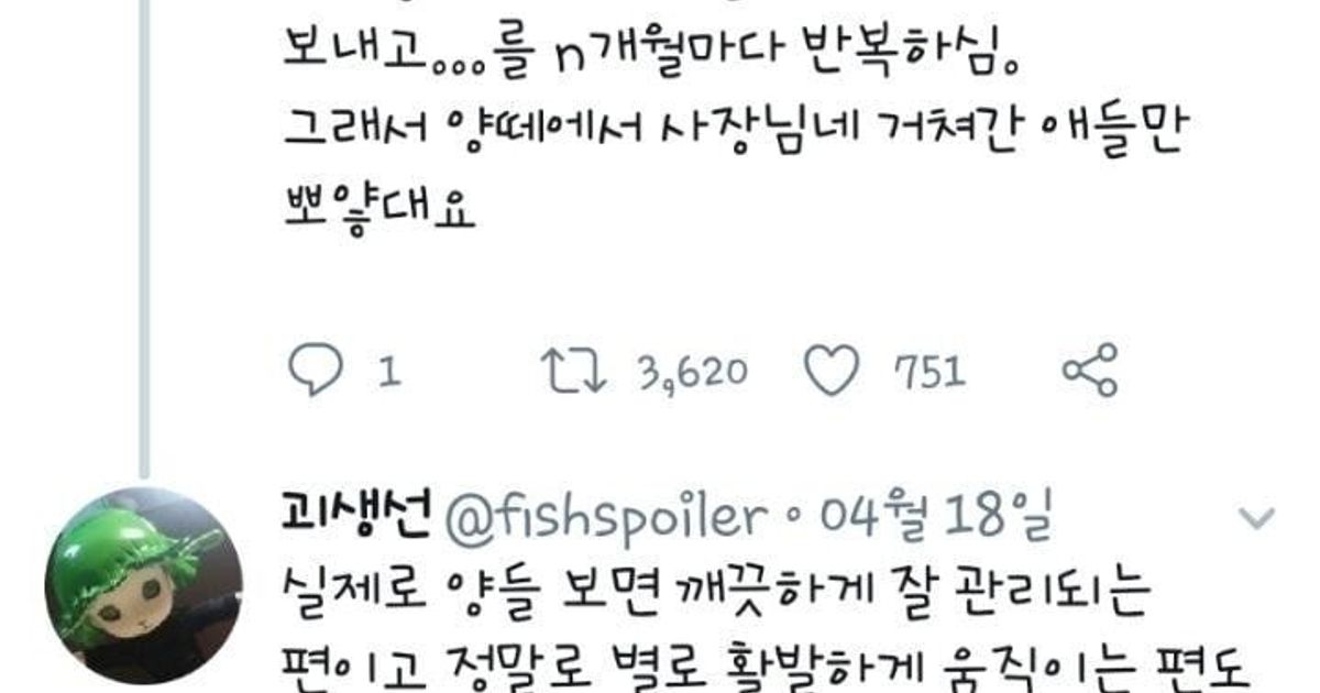 분양받은 양이 점점 뽀송해진다는 홍대 양카페		,,