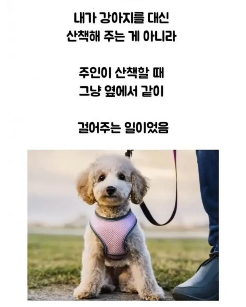 당근 강아지 알바 고백 후기
